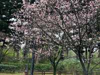 Sakura’s Beauty like nowhere else Sakura blooms at Chiang Kai Shek Memorial Hall Park, Taiwan