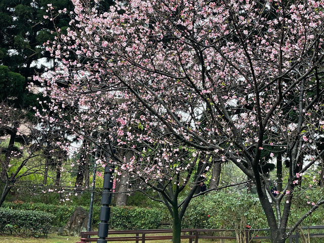 Sakura’s Beauty like nowhere else Sakura blooms at Chiang Kai Shek Memorial Hall Park, Taiwan