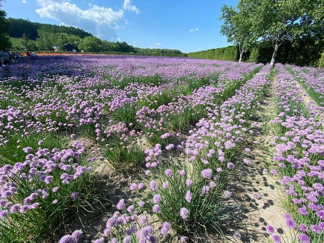 北海道富良野-富田農場，必吃薰衣草冰淇淋