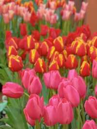 【絶景】春爛漫🌷1年中チューリップが咲く世界唯一の場所🤫
