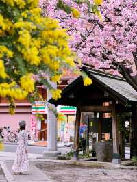 【東京】早咲き河津桜とミモザのコラボが見れる場所