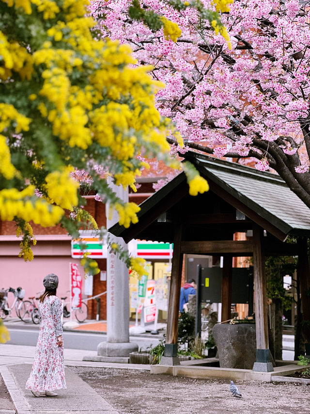 【東京】早咲き河津桜とミモザのコラボが見れる場所