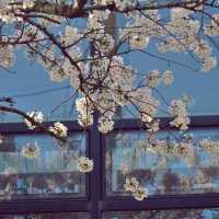 🌸 봄의 향연, 삼도일동에서 느끼는 제주의 봄