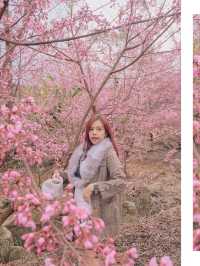 เชียงใหม่ก็มีดอกซากุระ 🌸