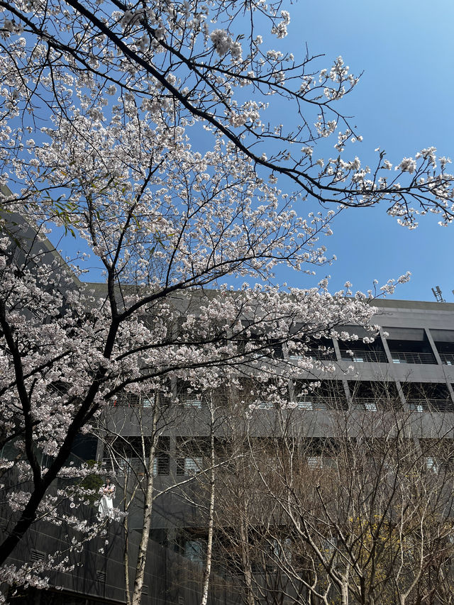 바글바글 사람많은 벚꽃명소 말고🌸나만 알고픈 조용한 벚꽃명소