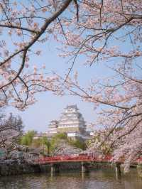【関西に行くならココ！】関西の桜の名所紹介！🌸✨
