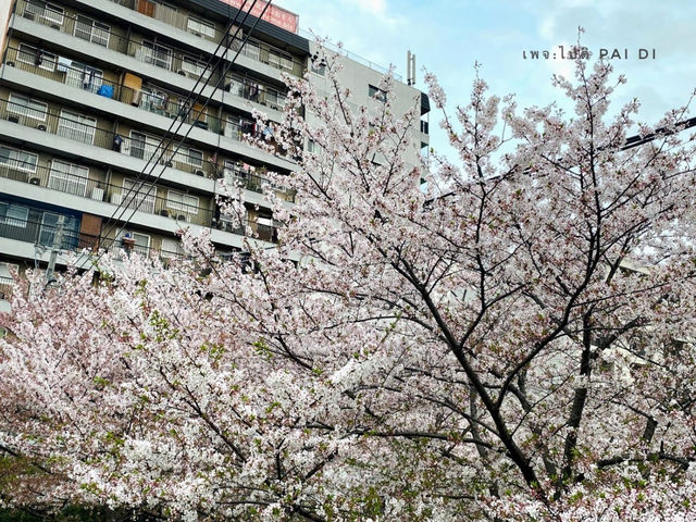 Kema Sakuranomiya Park