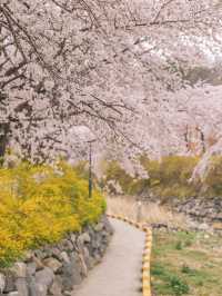 대구 수양벚꽃과 개나리 명소, 욱수골🌸