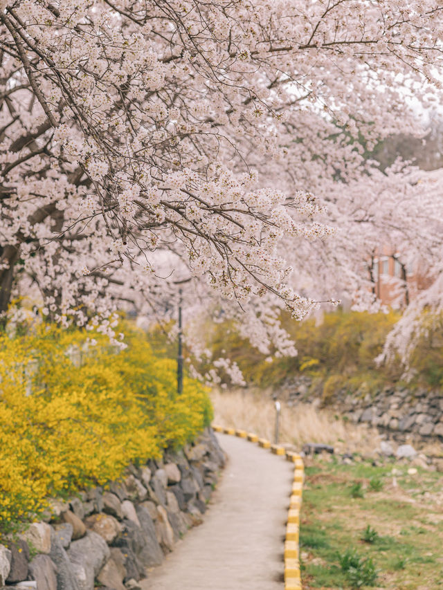 대구 수양벚꽃과 개나리 명소, 욱수골🌸