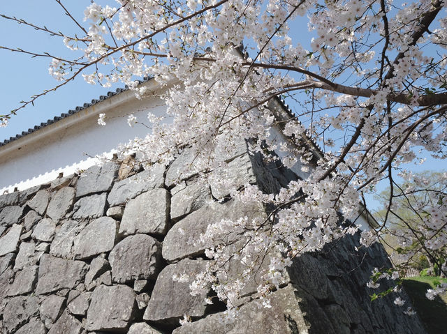Maizuru Park จุดชมซากุระเมืองฟุกุโอกะ