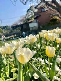 Akebonoyama Park 