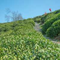 熊空茶園：美麗茶園