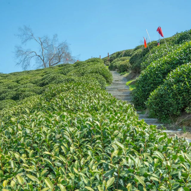 熊空茶園：美麗茶園