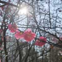 「京都櫻花，短暫而美麗」