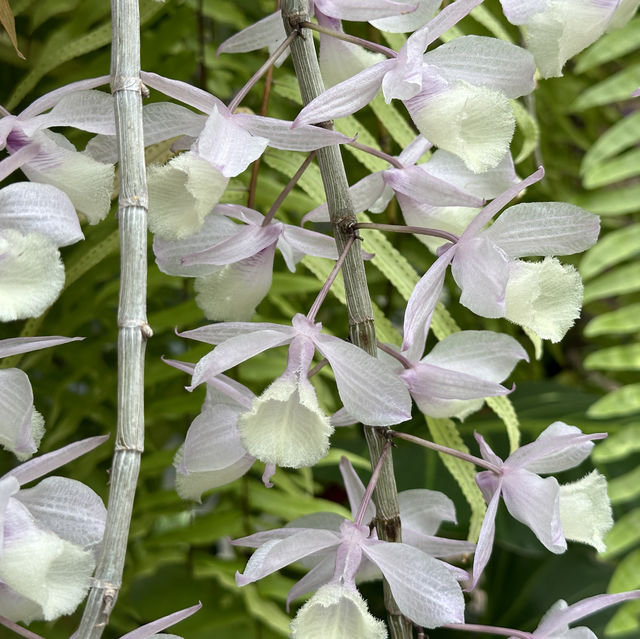 【沖縄】美しい草花と建物！熱帯ドリームセンター
