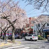 Best Cherry Blossam spots in South Korea 🌸🇰🇷