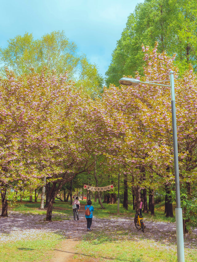 지브리 풍경처럼 벚꽃비 내리는 이곳“안산 성호공원”