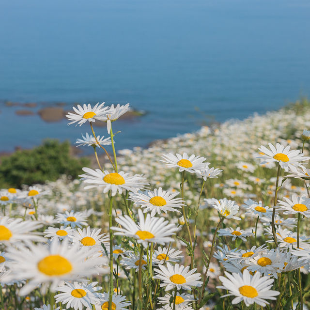 부안 샤스타데이지 명소 변산 마실길