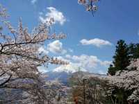 Cherry Blossom viewing at Chureito pagoda