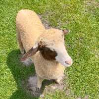 🐑ฟาร์มแกะเข้าฟรีที่นครศรีฯ