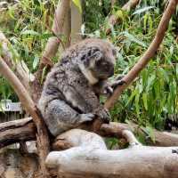 Cleland Wildlife Park