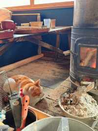【群馬】看板にゃんこがいる🐈古民家ごはんで丁寧なお食事𓌉𓇋 ‎🤍  ̖́-