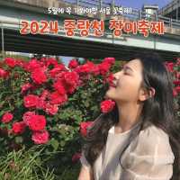 2024 중랑천 장미축제 즐기기!