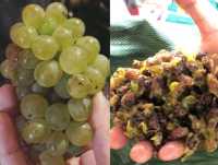 2024春天好去處：Issara莊園酒莊薰醉迷人之旅