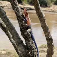 Incredible wildlife experience in Kenya 