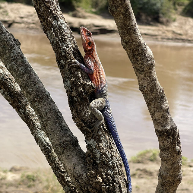 Incredible wildlife experience in Kenya 