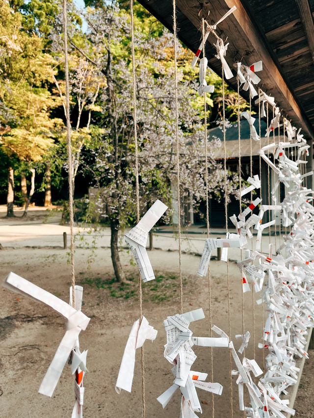 🇯🇵日本福岡景點⛩️ 寶滿宮 竈門神社🌸