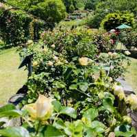 【長野県/高遠　約270種類のバラが咲く丘の上のローズガーデン🌹】