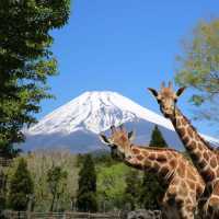 Fuji Safari Park