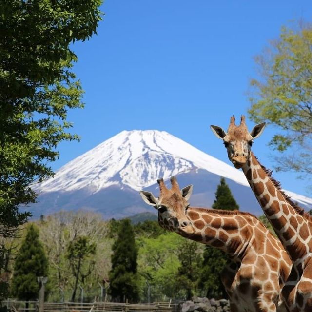 Fuji Safari Park