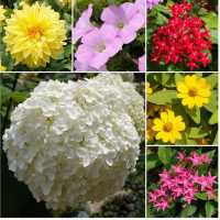 【福岡観光】色とりどりのお花が魅力的な植物園