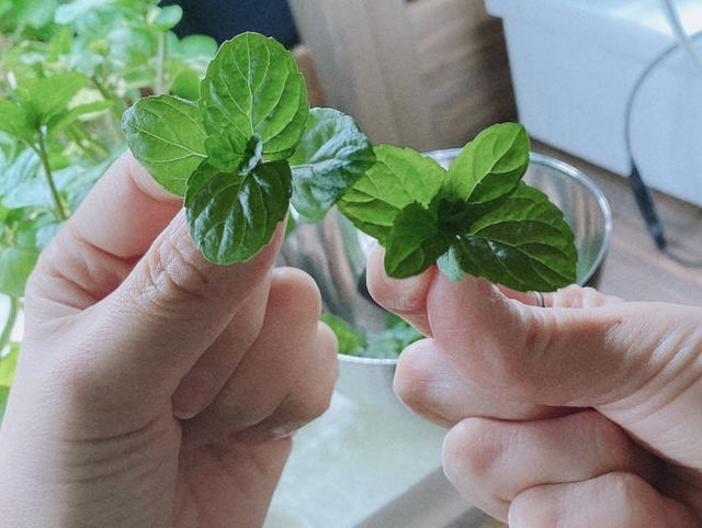 【福岡カフェバー】お店で栽培したミントを自分で摘める！楽しいカフェバー