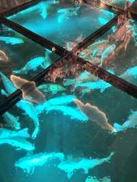 【兵庫】雨の日でも楽しめるアートな映え水族館