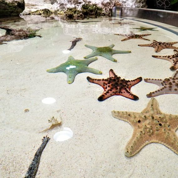 🐠 沖繩必遊景點 - 美麗海水族館！沉浸式海洋奇觀！ 