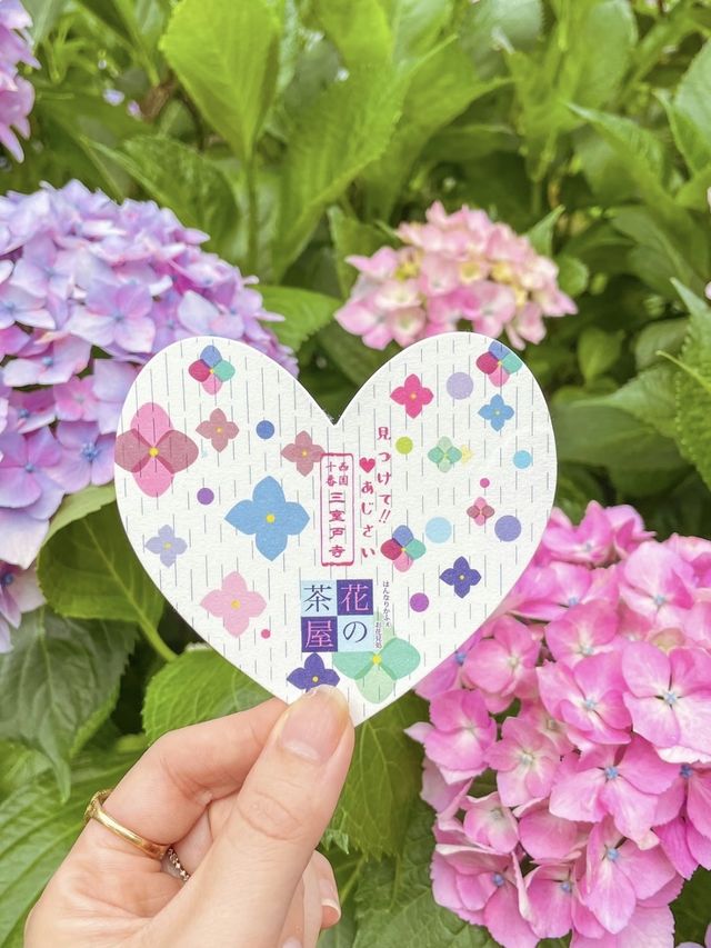 【京都】2万株の色とりどりのあじさいに出会えるお寺