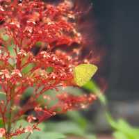 พาเที่ยวธรรมชาติน้ำตกปางสีดา ชมผีเสืัิอแสนสวย