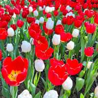 🌷สวนดอกไม้เมืองหนาวที่ใหญ่ที่สุดในประเทศไทย🌹