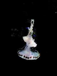 【日本東北】加茂水族館：世一水母水族館，深藍色水槽前夢幻打卡