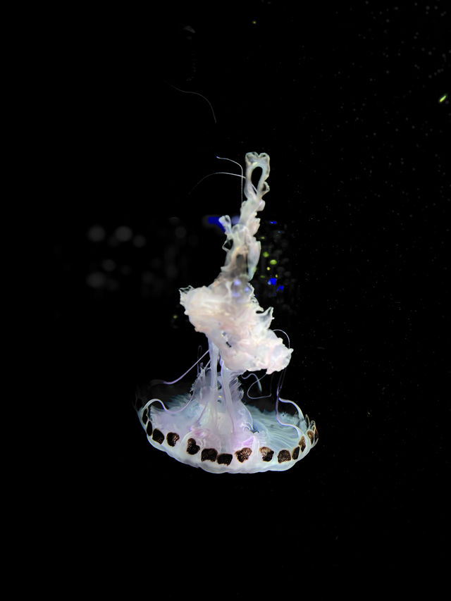 【日本東北】加茂水族館：世一水母水族館，深藍色水槽前夢幻打卡