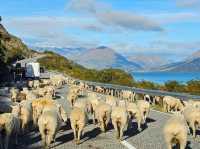 Queenstown road trip magic—turns out the best views are framed by a car window!