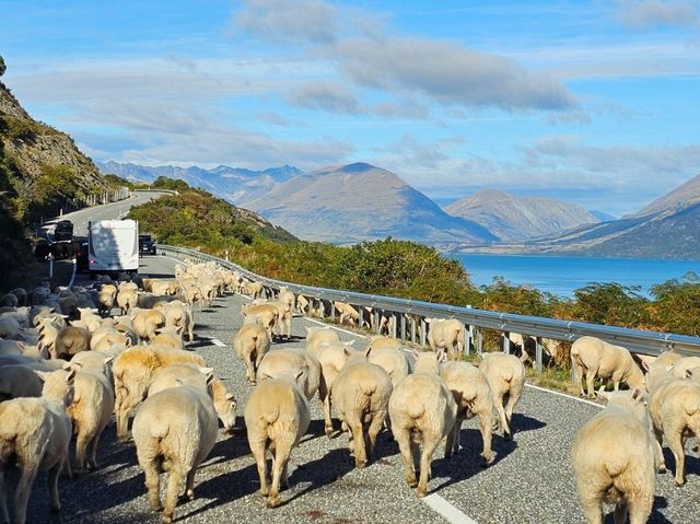 Queenstown road trip magic—turns out the best views are framed by a car window!