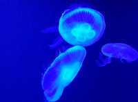 Sea Life Bangkok Ocean World สยามพารากอน