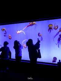 พาชมโลกใต้น้ำที่ Shanghai Ocean Aquarium 🇨🇳