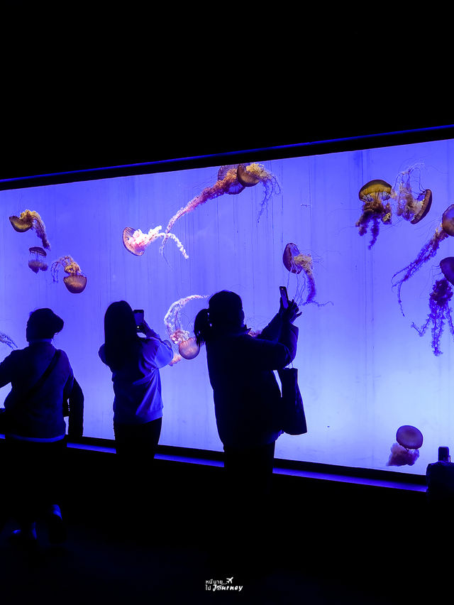 พาชมโลกใต้น้ำที่ Shanghai Ocean Aquarium 🇨🇳