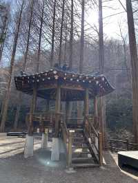 대전 장태산자연휴양림 숲산책 추천🌳