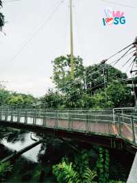 🇸🇬 Forest Suspension Bridge Bird Paradise